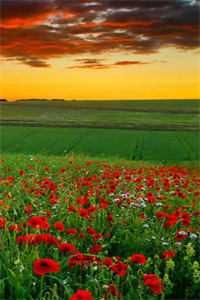 热门作品活成前任白月光后,她桃花朵朵开