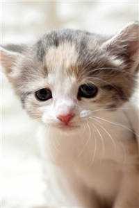 我说的都是真的啊!